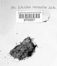 Image of Biatora vernalis